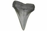 Fossil Broad-Toothed Mako Tooth - South Carolina #214587-1